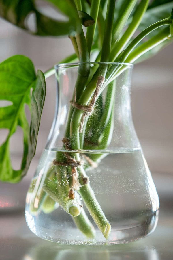 Comment faire une bouture de monstera ?