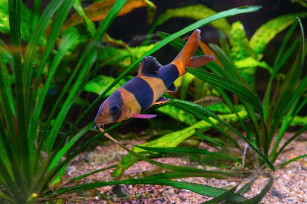 Actualité et Tuto: savez-vous quel poisson mange d'escargot?