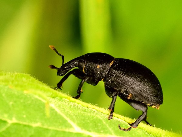 Insectes fascinants : Plongez dans leur univers, explorez leurs ailes et comprenez leur importance en tant que pollinisateurs